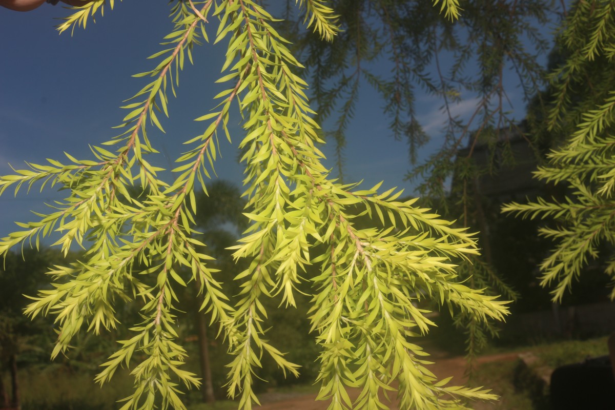 Melaleuca bracteata F.Muell.